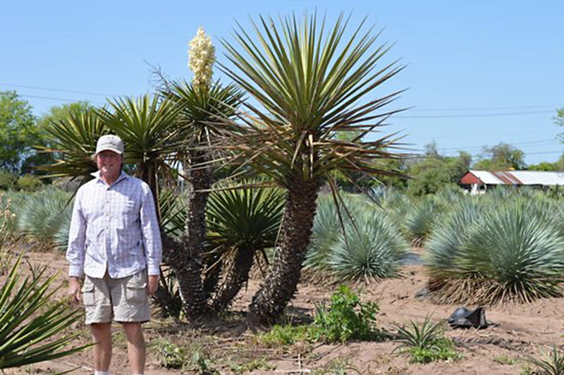 Conrad Bering with Yucca rostratas at Bering Growers @ 973 Farm Central Texas Gardener