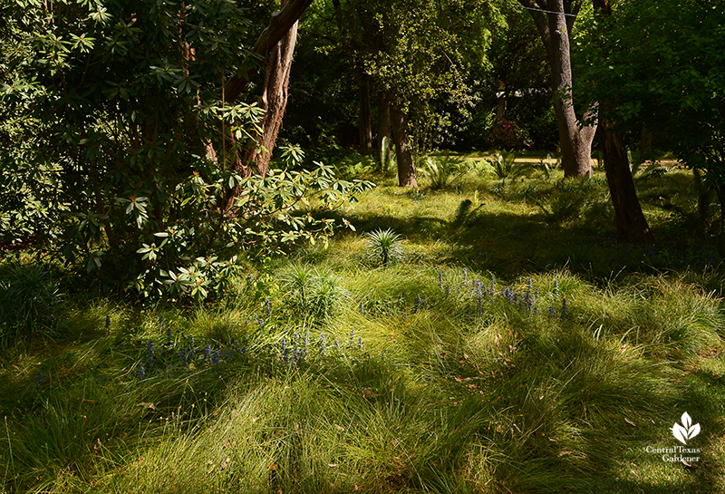 Carex leavenworthii lawn sedge for shady areas Central Texas Gardener