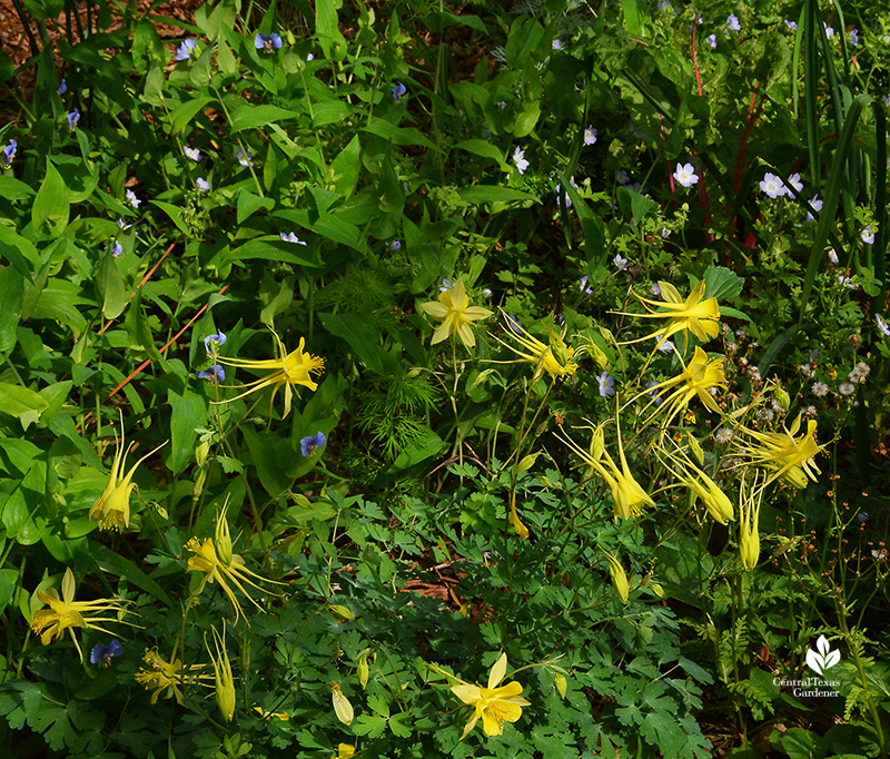 Columbine and native annual wildflower baby blue eyes part shade garden Central Texas Gardener