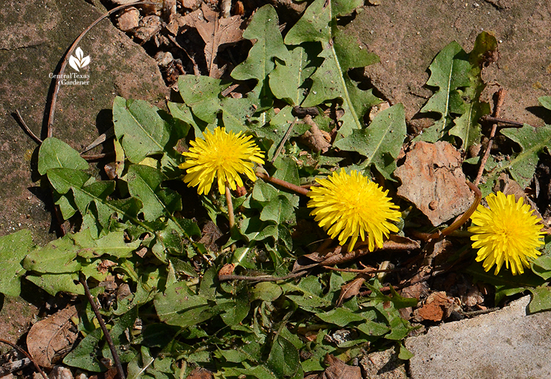 Dandelion flowering after snow and deep freeze Austin Texas 2021 Central Texas Gardener