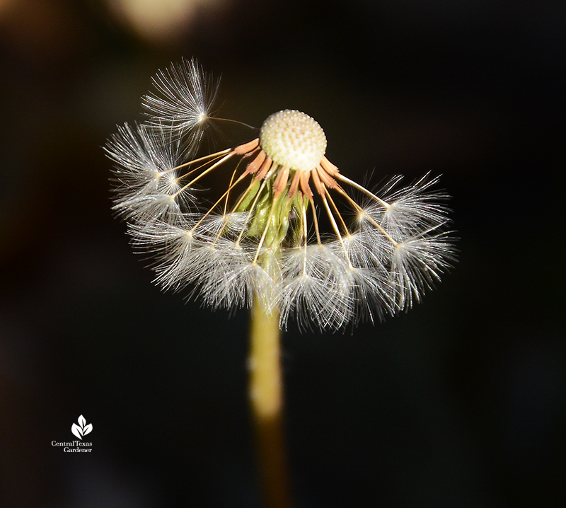 Dandelion seed heads after the freeze 2021 Central Texas Gardener