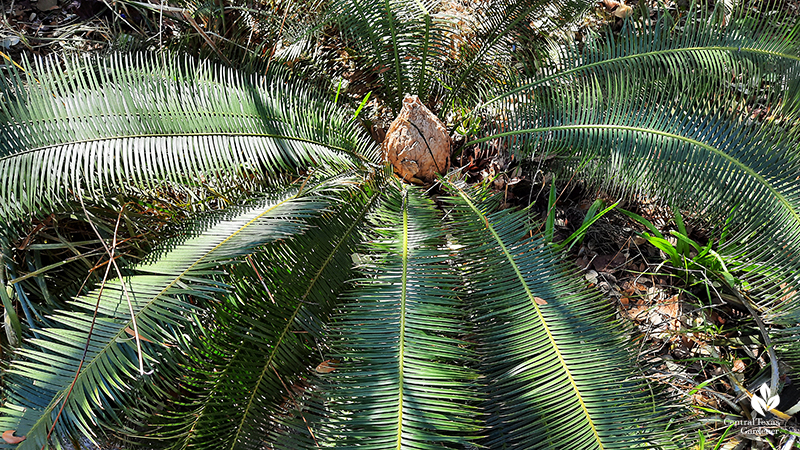 Dioon edule green leaves after Austin 2021 freeze Central Texas Gardener