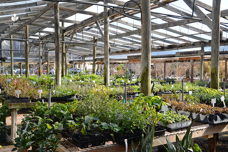 flats of plants at Barton Springs Nursery 