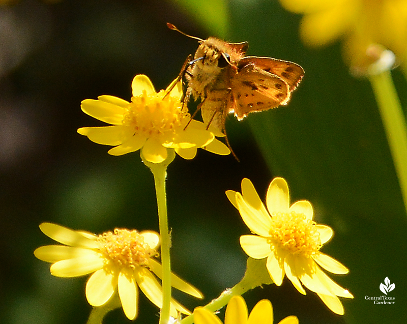 Fiery skipper butterfly on native perennial spring blooming golden groundsel Central Texas Gardener