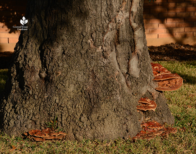 Ganoderma fungi conks on red oak tree Central Texas Gardener