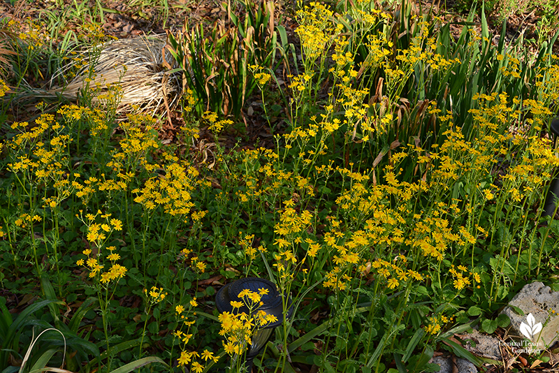 Golden groundsel Packera obovata native groundcover drought wildlife habitat Central Texas Gardener