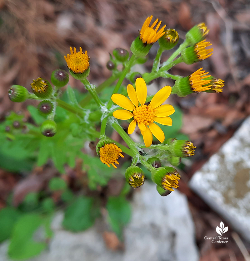 Golden groundsel Packera obovata native plant flower after extreme Austin freeze Central Texas Gardener