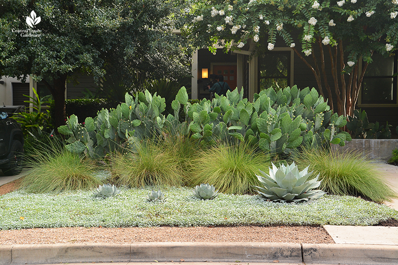 Gulf muhly accent against native prickly pear cactus and silver ponyfoot groundcover B Jane front yard Central Texas Gardener