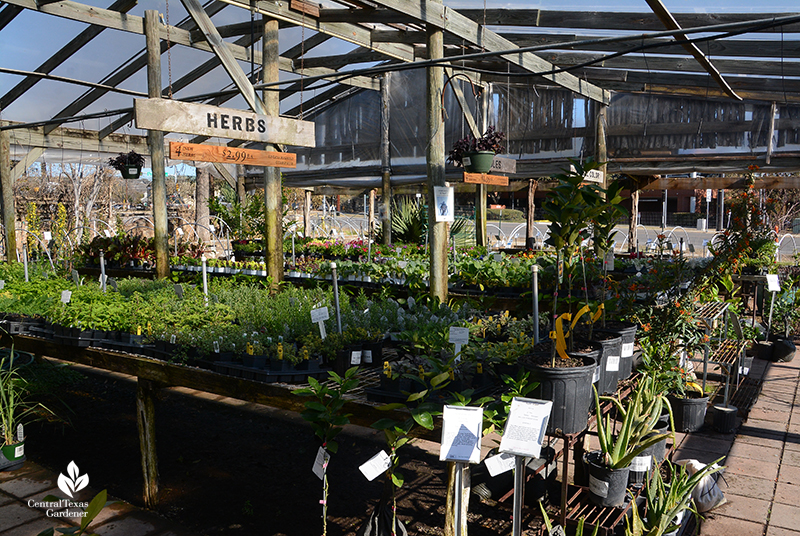 Herbs and Vegetable plants Barton Springs Nursery Central Texas Gardener