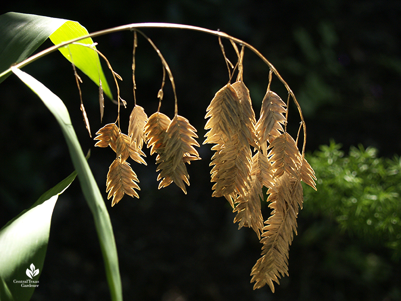 Inland sea oats native plant for shade fall seed heads Central Texas Gardener 