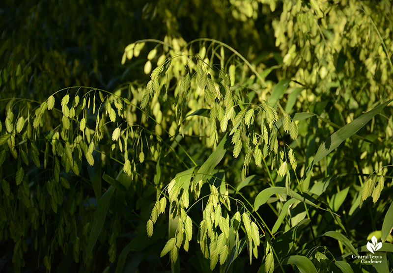 Inland sea oats native grass for shade Central Texas Gardener