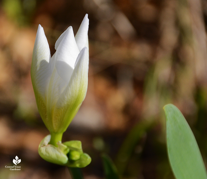 Iris albicans white cemetery iris bud after Austin 2021 freeze Central Texas Gardener