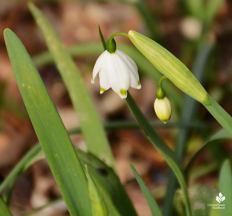 Leucojum aestivum flowering after extreme freeze Austin 2021 Central Texas Gardener