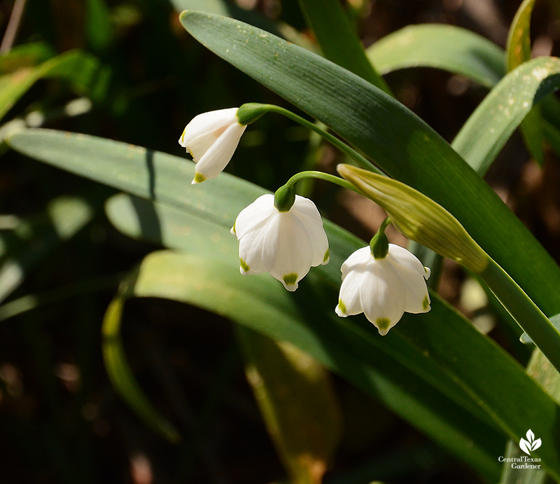 Leucojum flowers after Austin 2021 freeze Central Texas Gardener