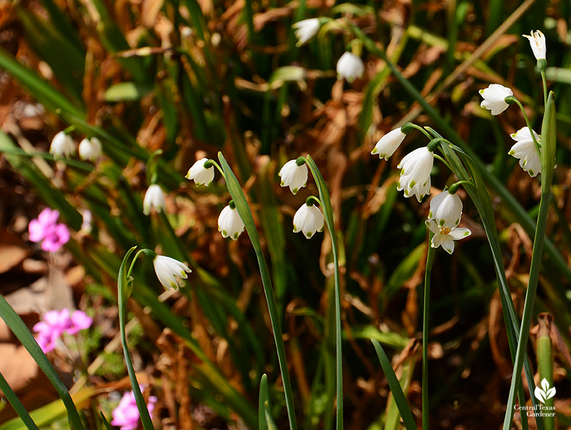 Leucojum flowers and oxalis flowers for bees after Austin 2021 freeze Central Texas Gardener