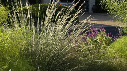 Lindheimer muhly native clumping grass fall bloom with Salvia leucantha Central Texas Gardener