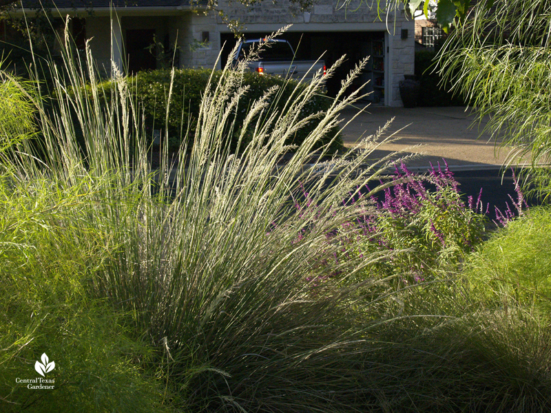 Lindheimer muhly native clumping grass fall bloom with Salvia leucantha Central Texas Gardener 