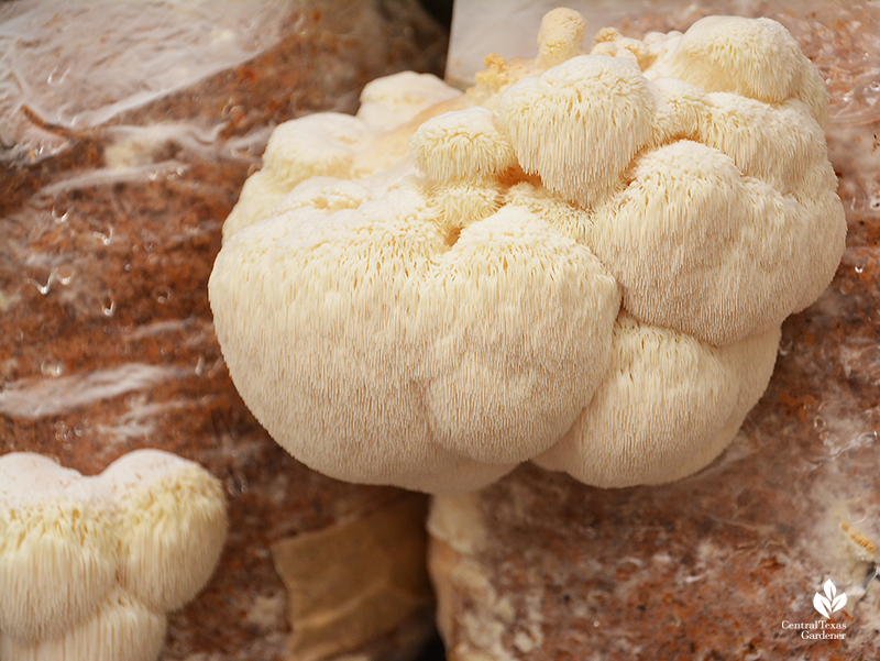 Lion's mane mushroom growing out of fruiting bag Central Texas Gardener