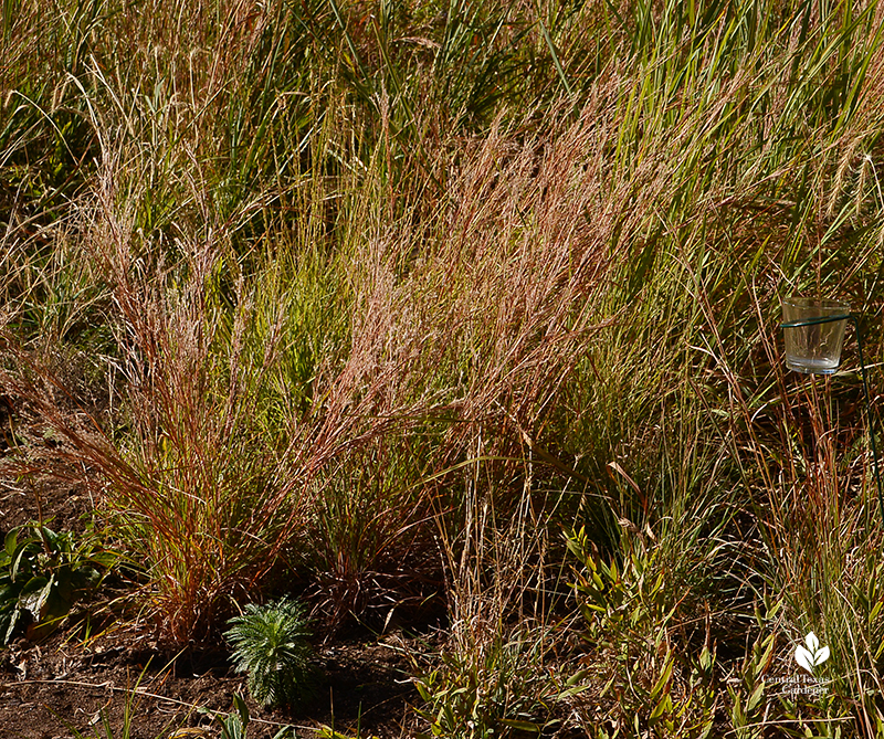 Little bluestem native clumping grass Central Texas Gardener