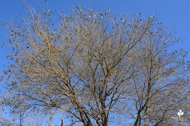 Live oak tree leafless after Austin 2021 freeze Central Texas Gardener