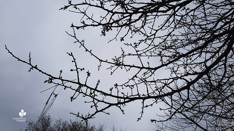 Mexican plum buds after Austin 2021 freeze Central Texas Gardener