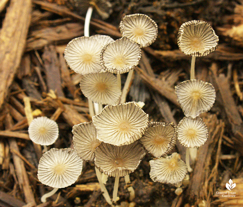 small mushrooms in wood mulch after Austin rain Central Texas Gardener