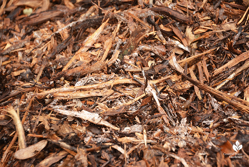 Mycelium on wood mulch Central Texas Gardener