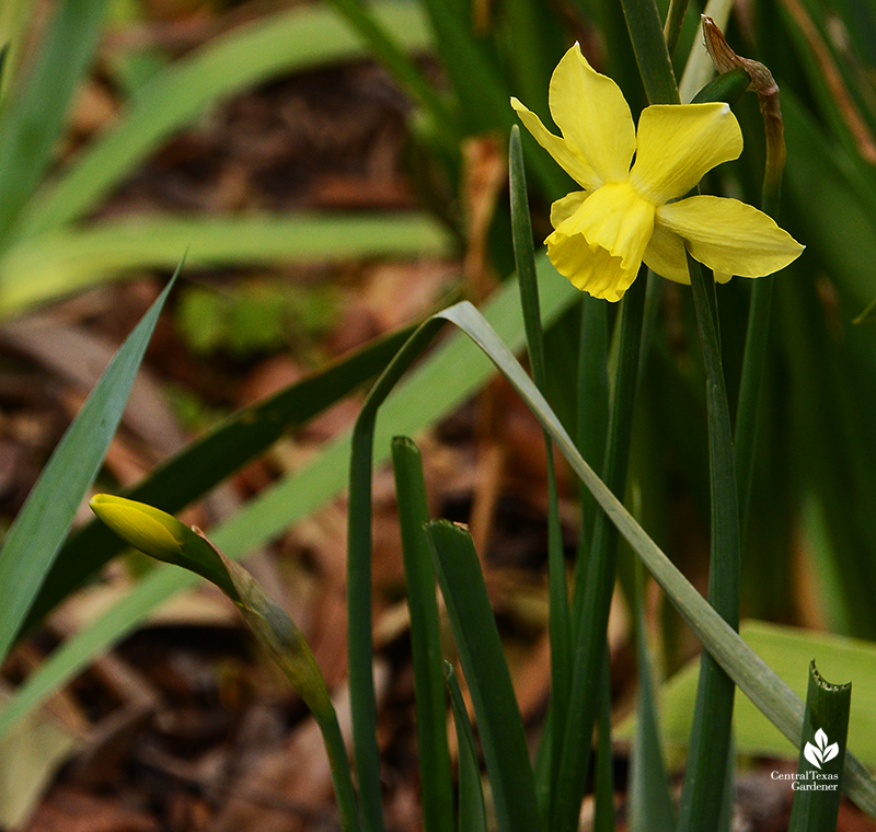 Narcissus 'Sweetness' flowers after Austin 2021 freeze Central Texas Gardener