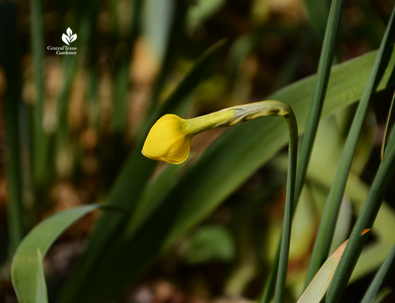 Narcissus 'Sweetness' yellow flower bud after Austin 2021 freeze Central Texas Gardener