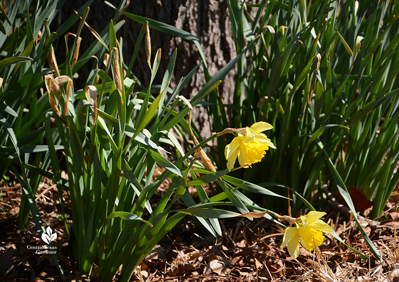 Narcissus daffodils around a tree after Austin 2021 freeze Central Texas Gardener