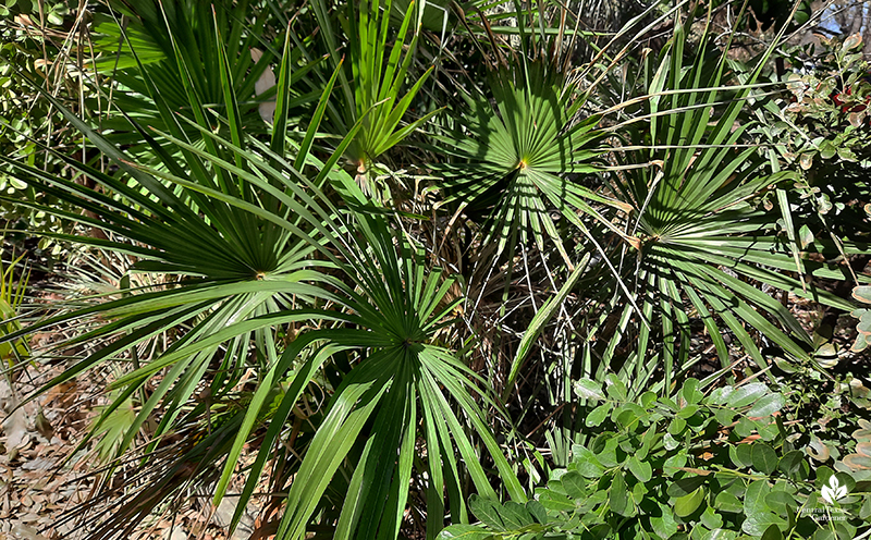 Native Sabal minor dwarf palmetto after Austin 2021 freeze Central Texas Gardener