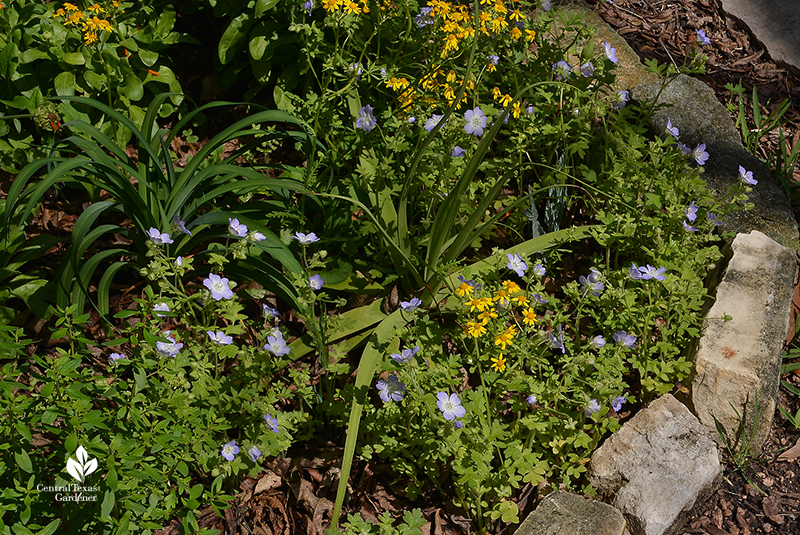 Native annual wildflower baby blue eyes perennial golden groundsel Agave bracteosa daylily 'Orange Crush' Central Texas Gardener