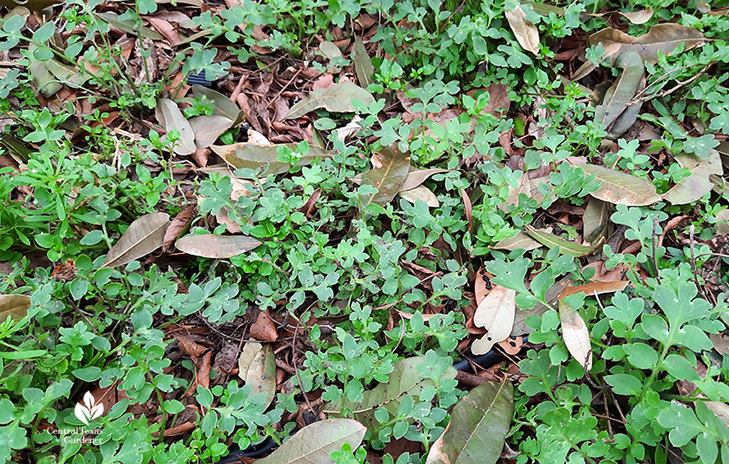 Native baby blue eyes seedlings after Austin 2021 freeze Central Texas Gardener