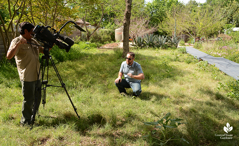 Native grass backyar pocket prairie John Hart Asher with Ed Fuentes of Central Texas Gardener