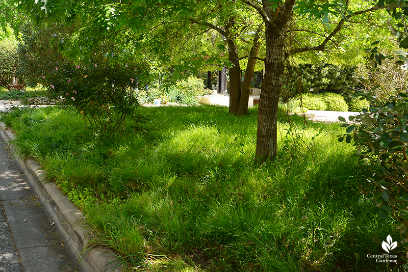 Native melic grass for shade Central Texas Gardener