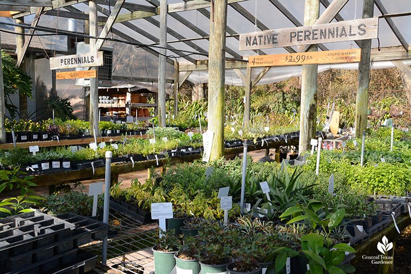 Native perennials and adapted perenniels Barton Springs Nursery Central Texas Gardener