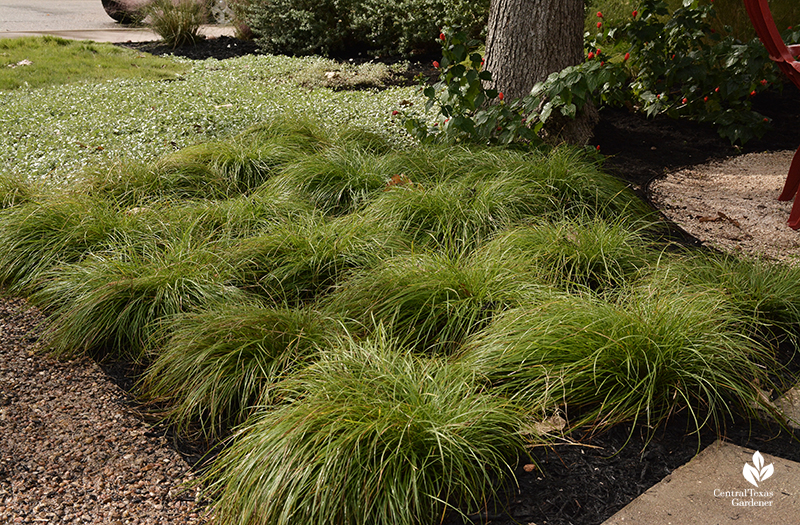 Native sedge Carex retroflexa patio design part shade Central Texas Gardener