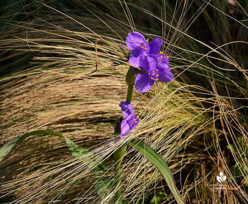 Native spiderwort Tradescantia gigantea with Mexican feather grass part shade Austin garden Central Texas Gardener