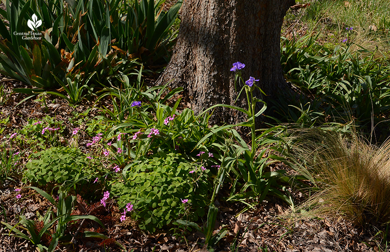 Native spiderwort oxalis and Mexican feather grass in part shade under tree Central Texas Gardener