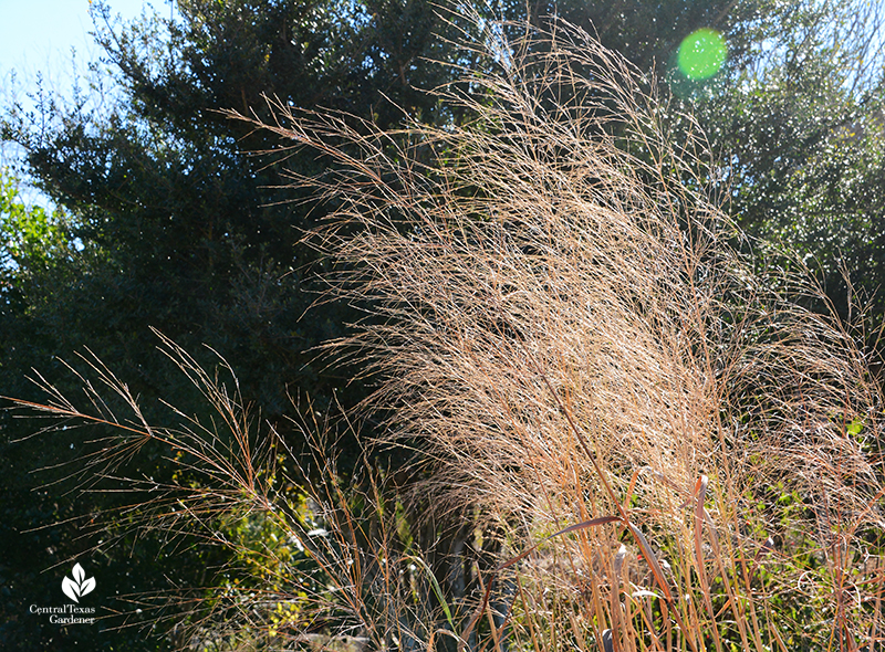 Native switchgrass for sun privacy screen Central Texas Gardener