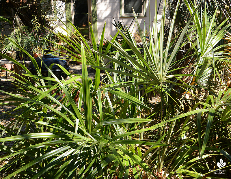 Needle palm after Austin 2021 freeze Central Texas Gardener