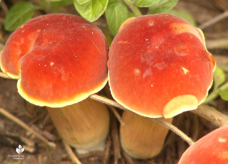 Orange mushrooms in garden soil Central Texas Gardener