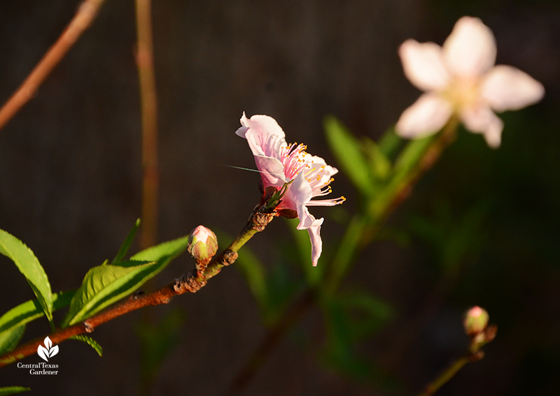 Peach tree bud and flower after Austin 2021 freeze_Central Texas Gardener