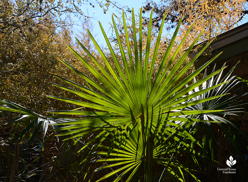 Pindo palm after Austin 2021 freeze Central Texas Gardener