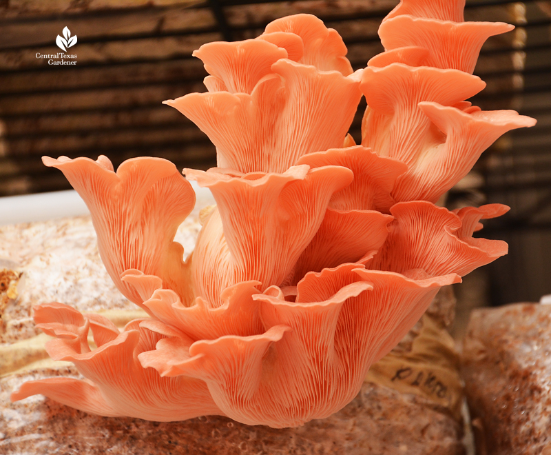 Pink oyster mushroom in mushroom grow block bag Central Texas Gardener