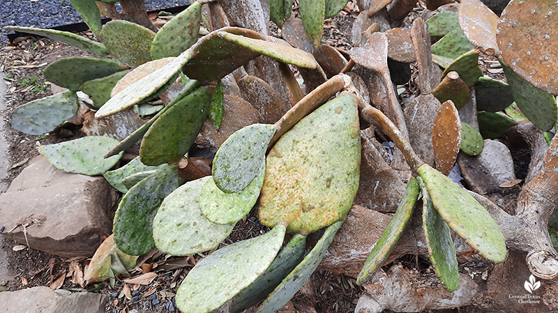 Prickly pear after Austin 2021 freeze Central Texas Gardener