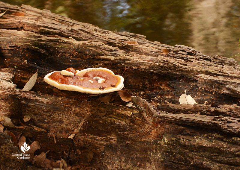Reishi mushroom growing on felled tree trunk Thornton garden Central Texas Gardener
