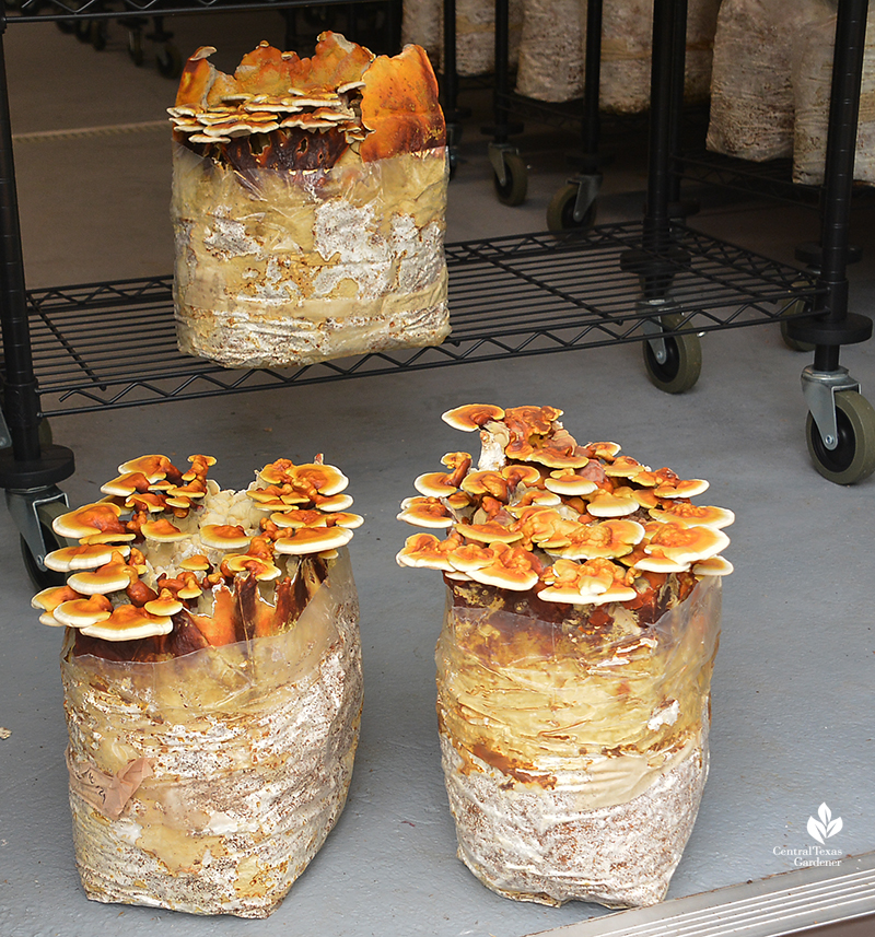 Reishi mushrooms for market Central Texas Gardener