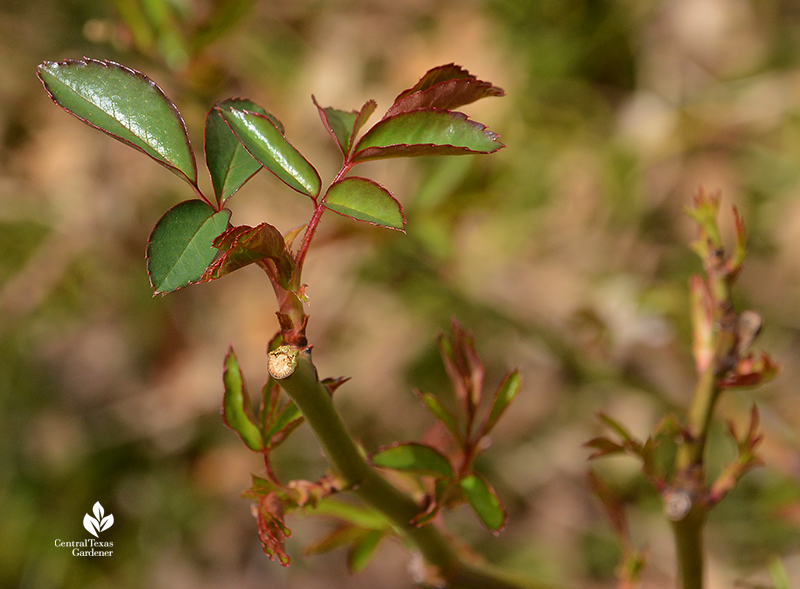 Rose new leaves after Austin 2021 freeze Central Texas Gardener