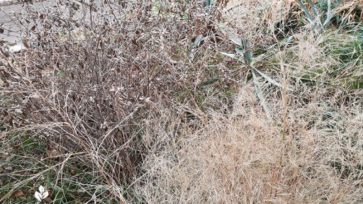 Silver bush germander and bamboo muhly after Austin 2021 freeze Central Texas Gardener